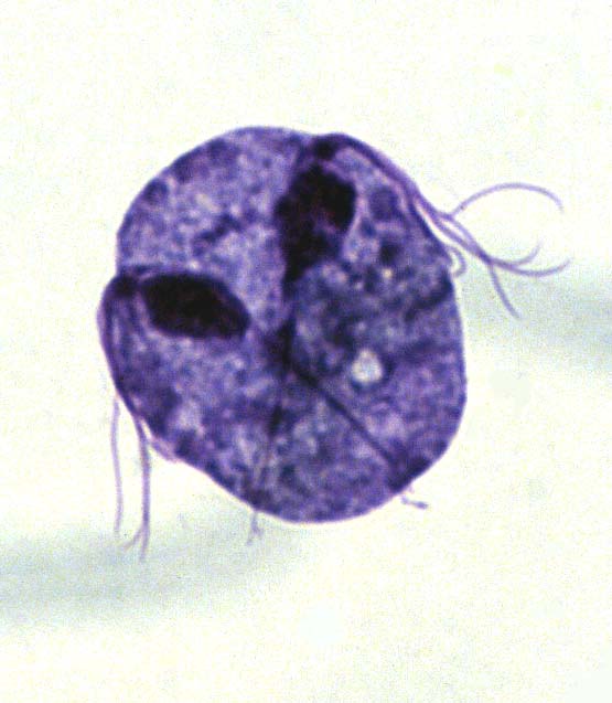 Animal Parasitology