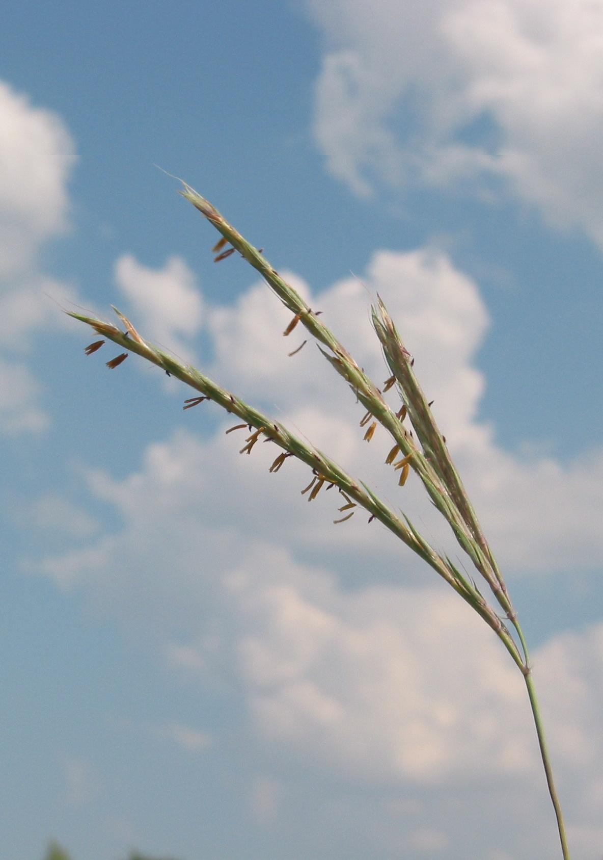Big bluestem