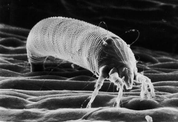 Wheat curl mite