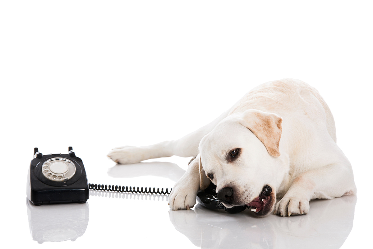 dog with telephone