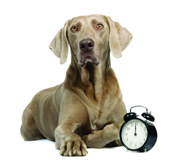 dog with clock