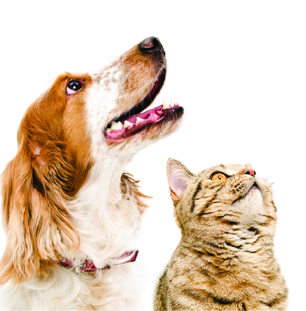 dog and cat looking up