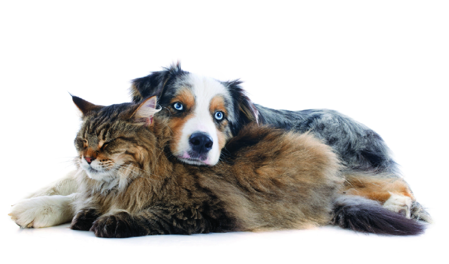 dog and cat sleeping