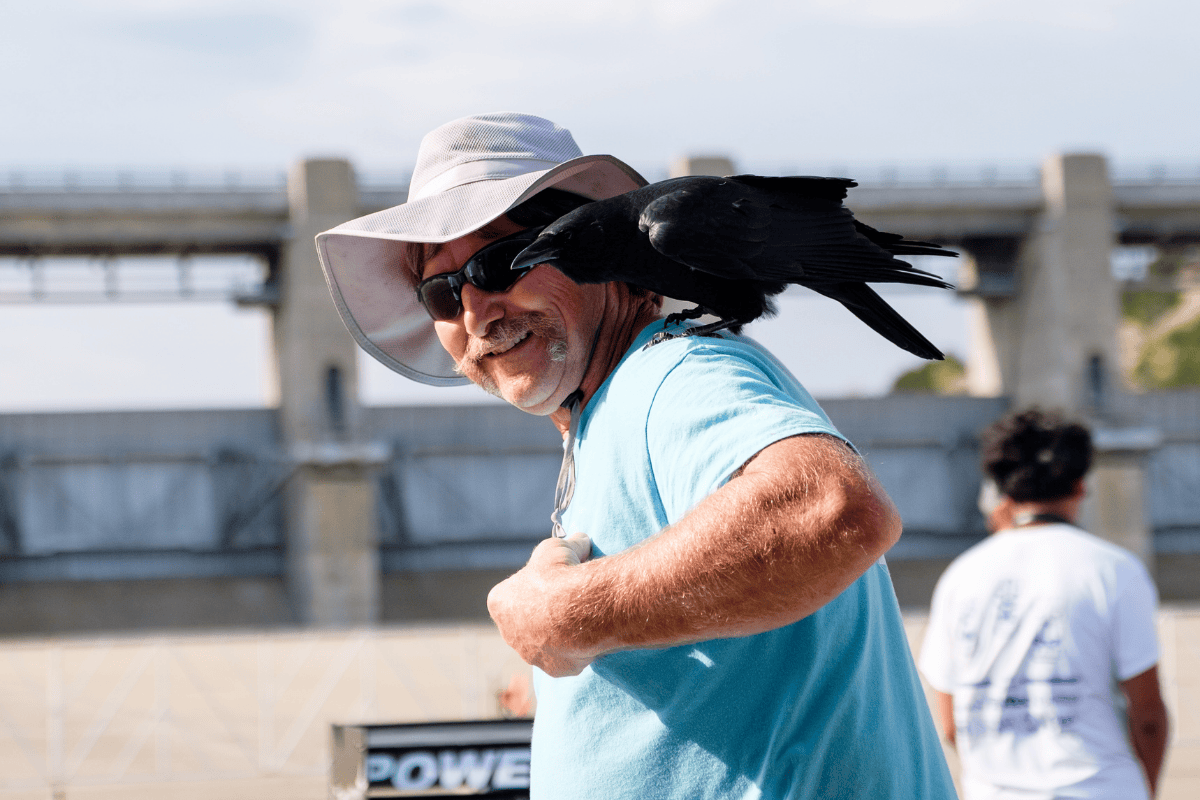 The crow that hung out for fwheat is perched on a parents shoulder
