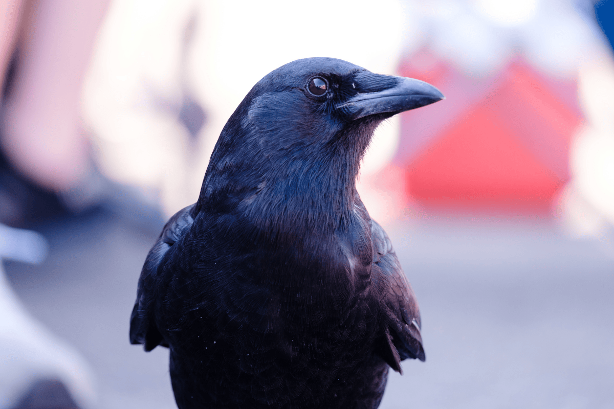 Close up of the icon known as the crow