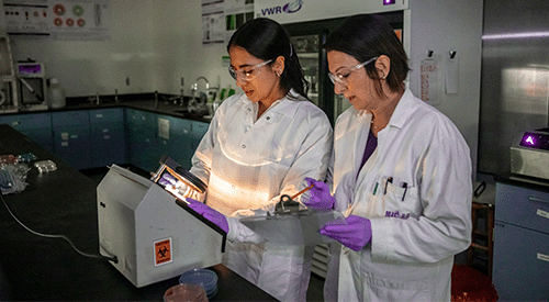 Two K-State researchers conduct their research in a lab.