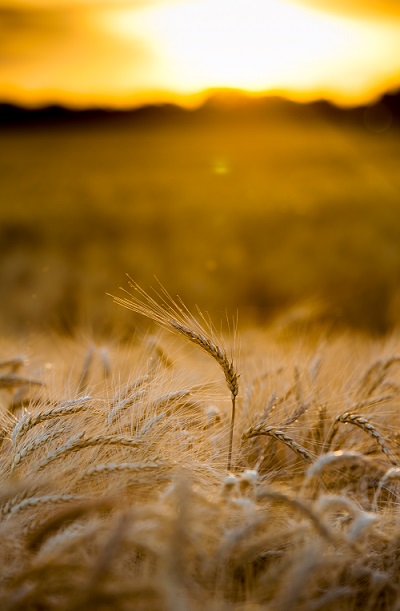 Kansas wheat