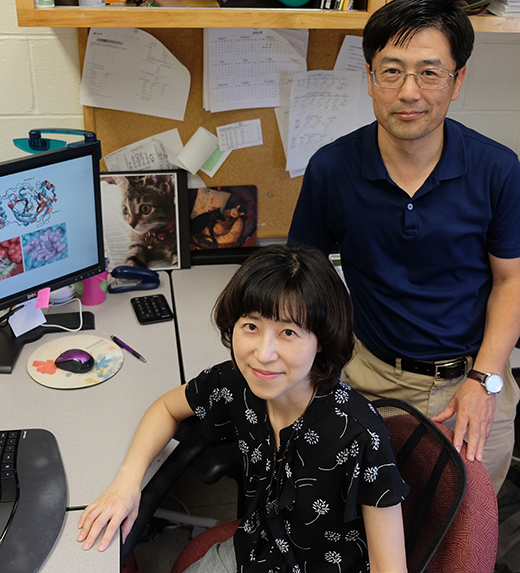 College of Veterinary Medicine virologistsYunjeong Kim, front, and Kyeong-Ok "KC" Chang are part of a collaboration working on commercial development of an antiviral compound for the deadly cat disease feline infectious peritonitis. 