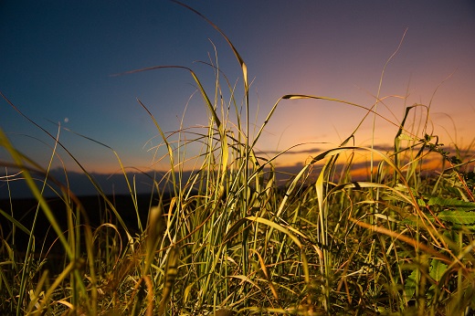 Konza Prairie Grass