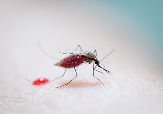 A nearly $3 million grant from the National Institutes of Health will help a cross-disciplinary research team led by Kansas State University's Kristin Michel to understand how malaria mosquitoes fend off infections, as well as find a framework for monitoring the immune status of the insect.
