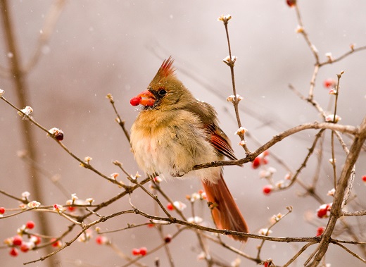Bird on campus enjoying the winter weather