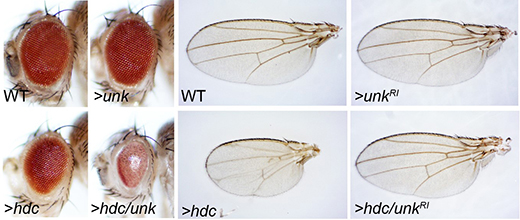 The protein "Headcase," or Hdc, functions together with the protein "Unkempt," or Unk, to regulate tissue growth in fruit flies.