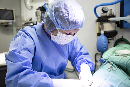 Kansas State University veterinary student