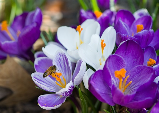 Flowers on the Manhattan campus