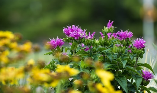 Flowers on a K-State campus