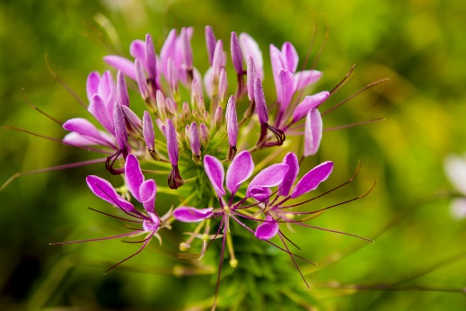 Flowers on the K-State campus