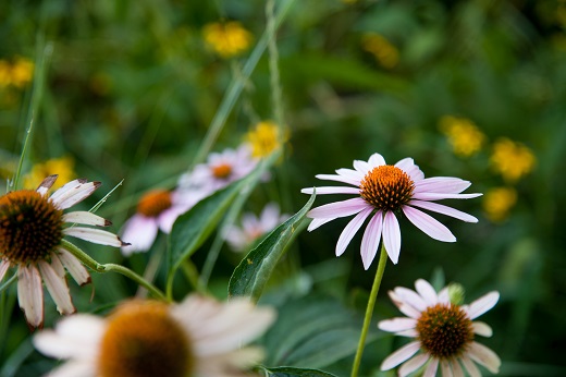 Flowers on the Manhattan campus