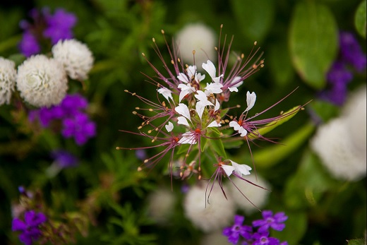 Flowers on the K-State campus