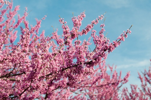 Tree on the Manhattan campus