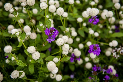 Purple Flowers on the K-State Campus