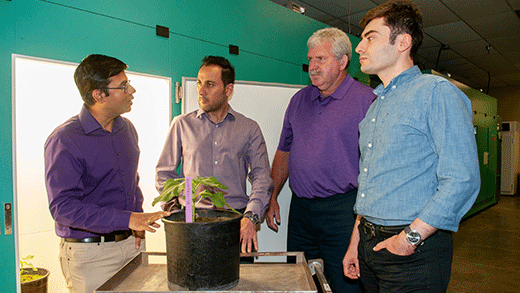 A team of K-State researchers is building a tool to measure sap flow -- or the movement of water -- in plant stems. Pictured, left to right, are Krishna Jagadish, Behzad Ghanbarian, Gerard Kluitenberg and Mohammad Shadmand. 