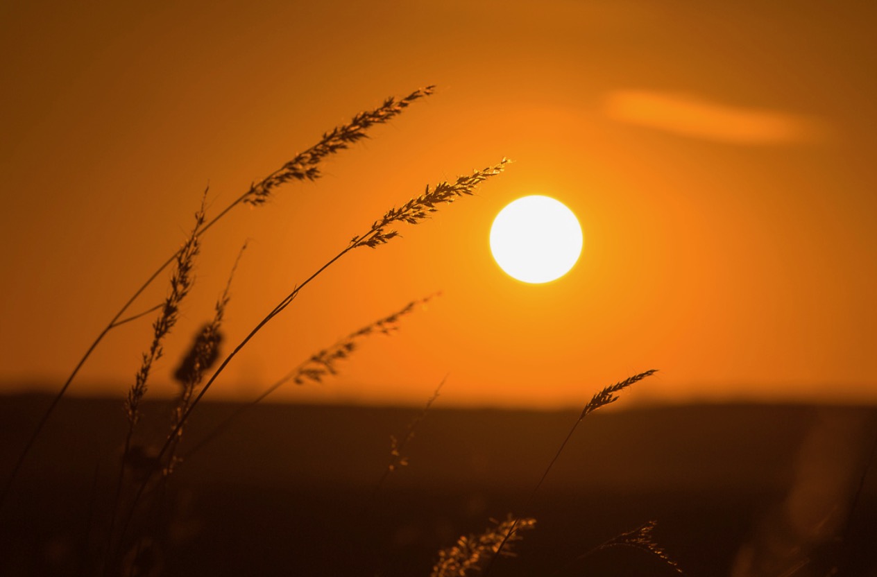 Kansas Wheat