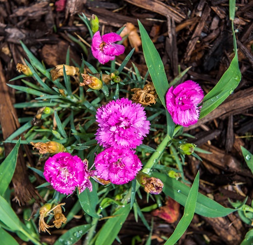 Purple Flowers