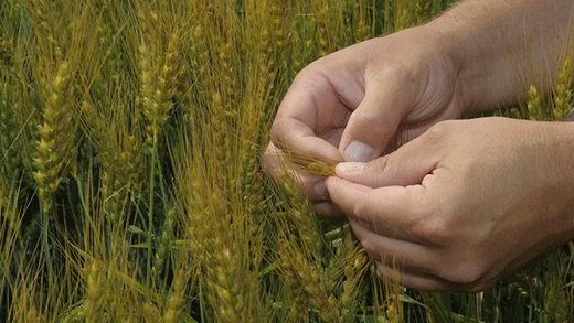 Kansas Wheat