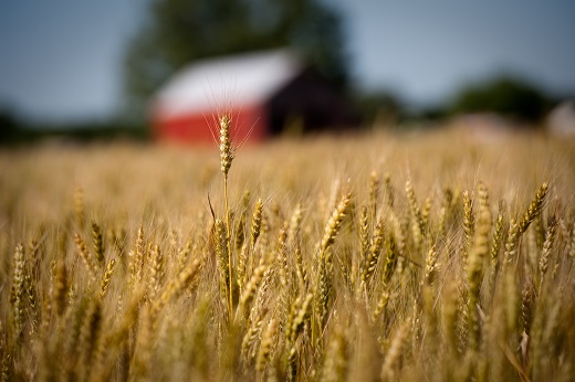 Kansas Wheat