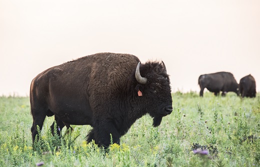 Bison on Konza Prairie