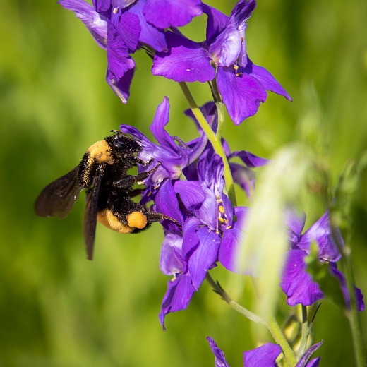 Bee on the K-State Campus