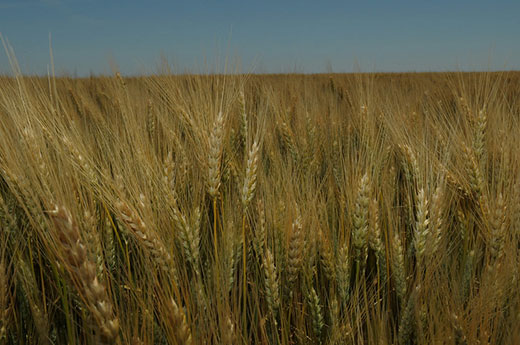 Wheat Field