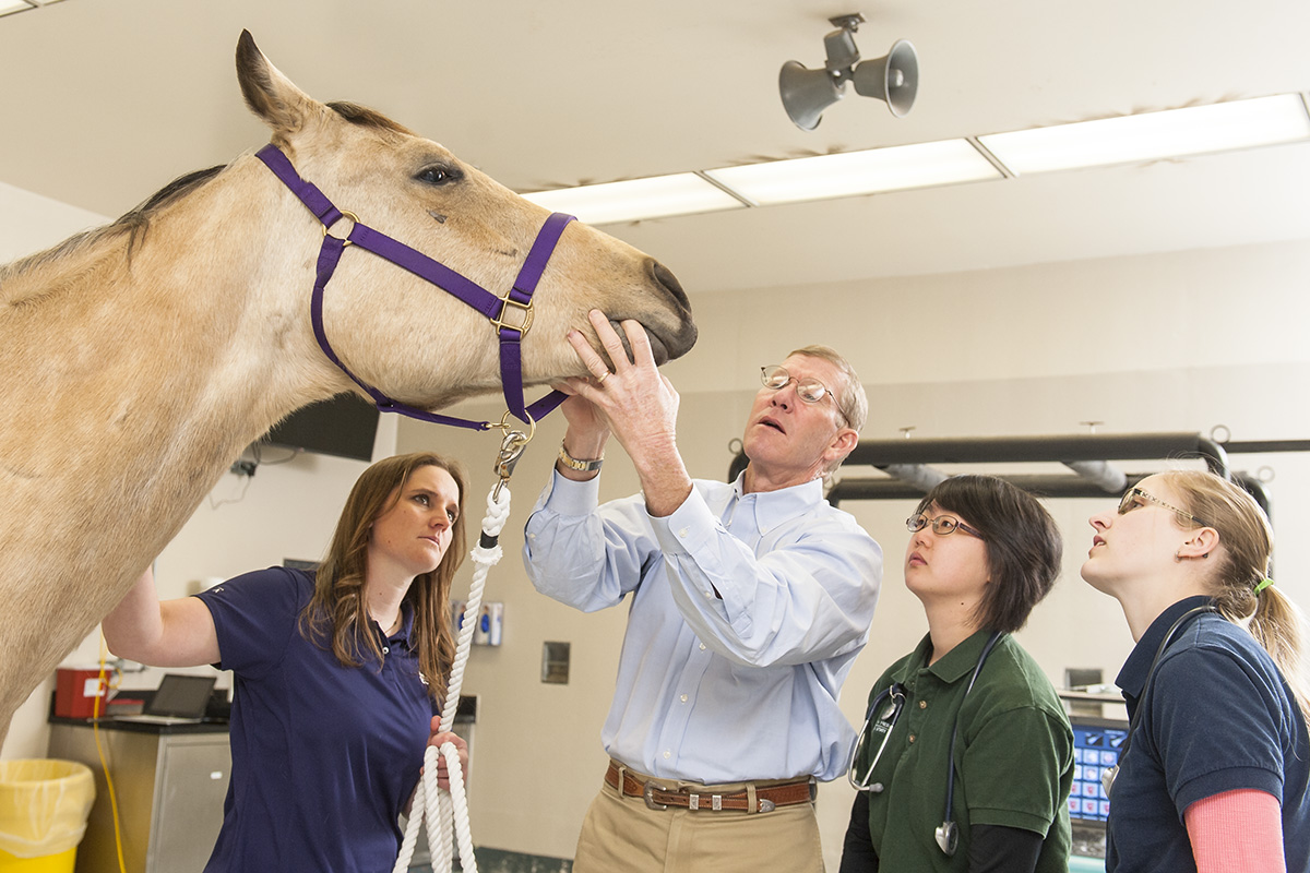 Vet professor with students - pre-COVID photo