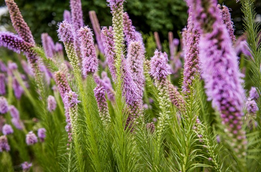 Purple Flowers