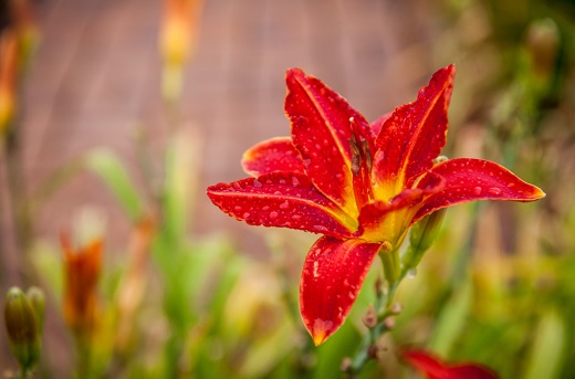 Flower on Campus