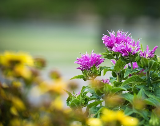 Purple Flower