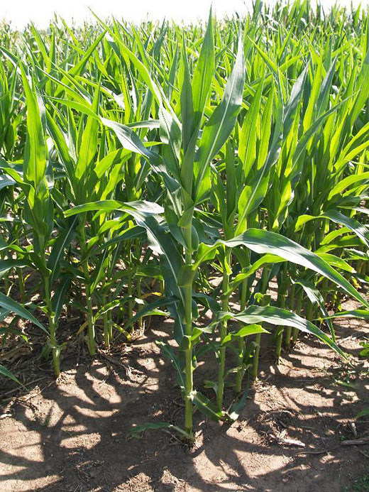 Corn Stalks