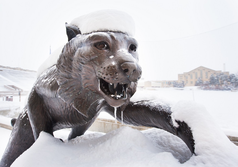 Snowy Wildcat