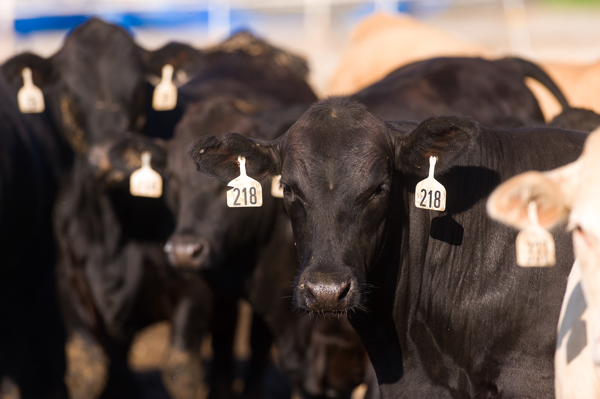 Kansas State Cattle