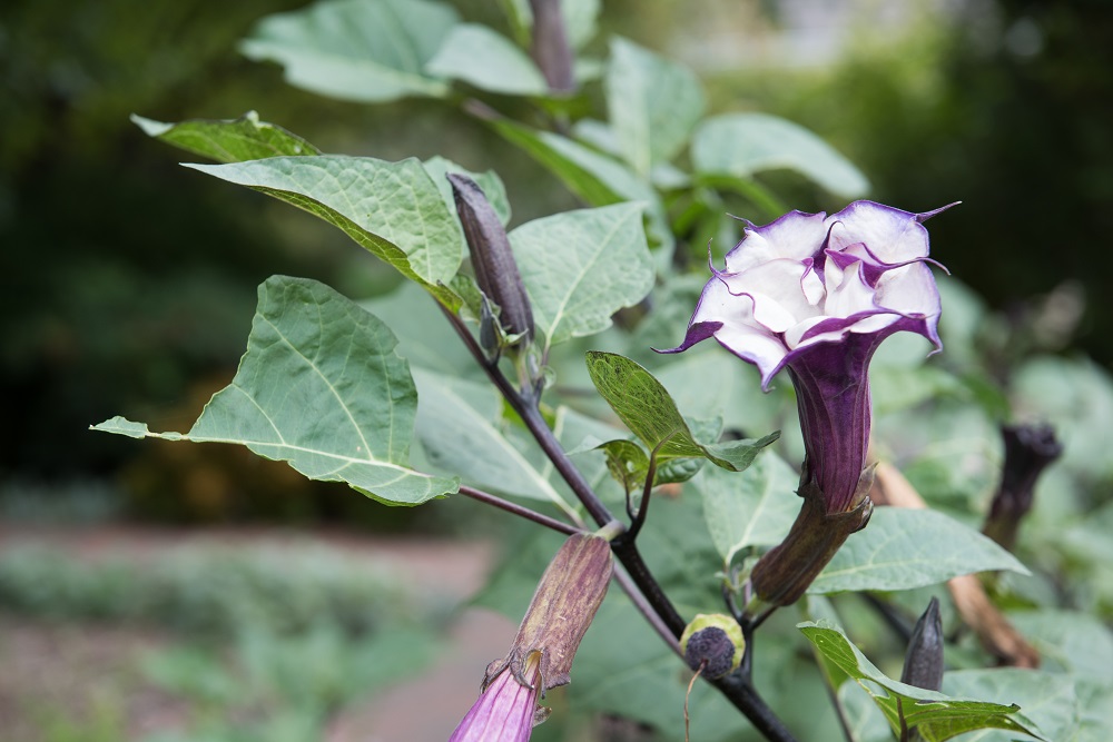 Purple Flower