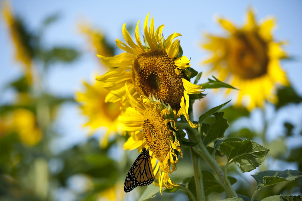 Sunflower in Research Field