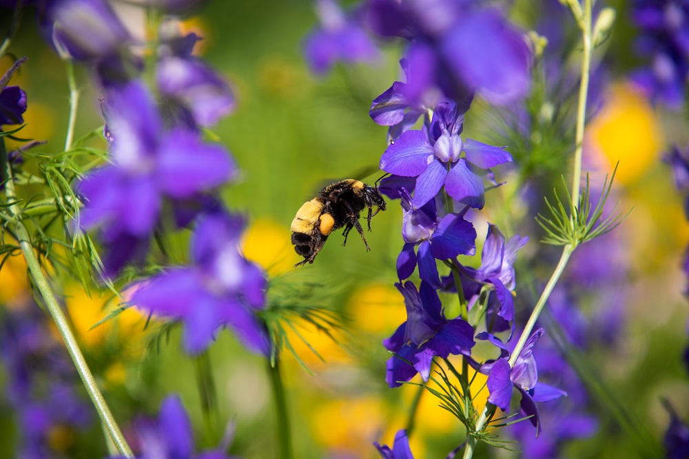 Purple Flowers and Bee