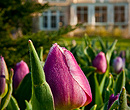 Tulips in the garden.