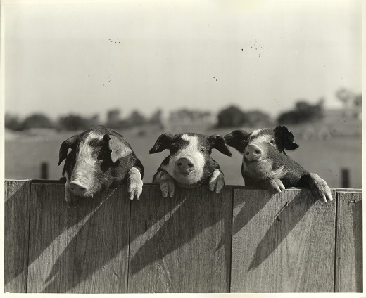 Curious animals watching the new students walk by (ARCHIVE PHOTO)