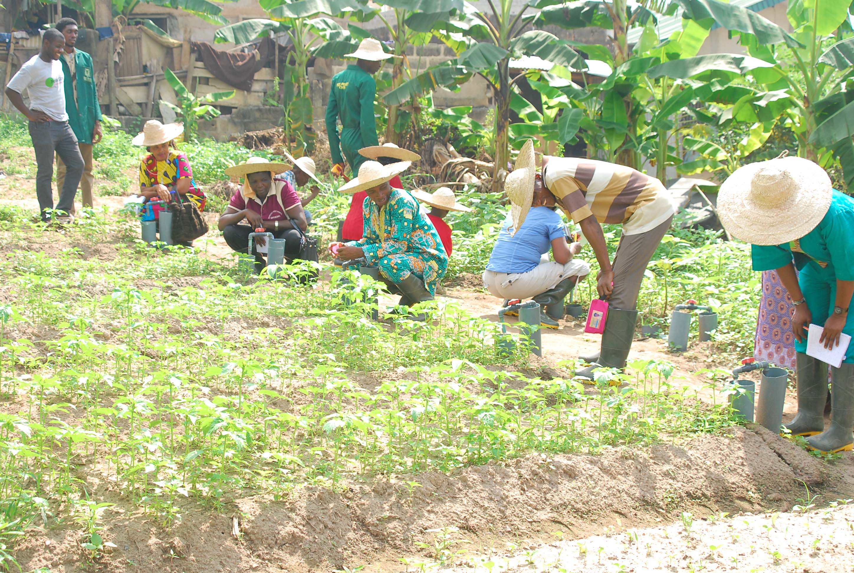 Workers in field