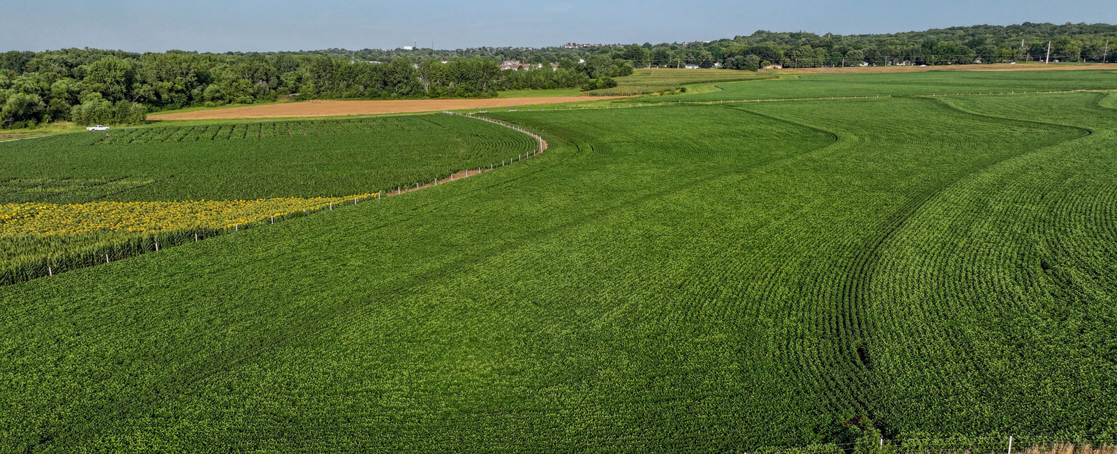 A view of a green field as part of the Regenerative Agriculture Innovation Farm