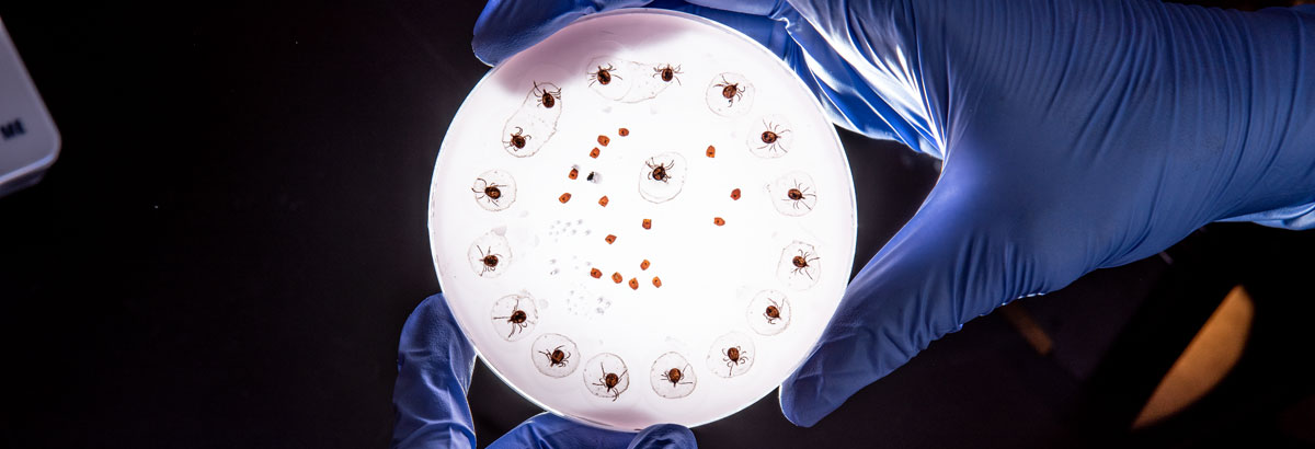 Ticks at the Center of Excellence for Vector-Borne Diseases