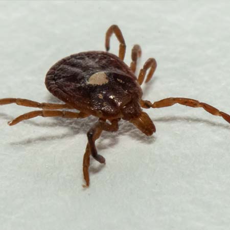 Tick image