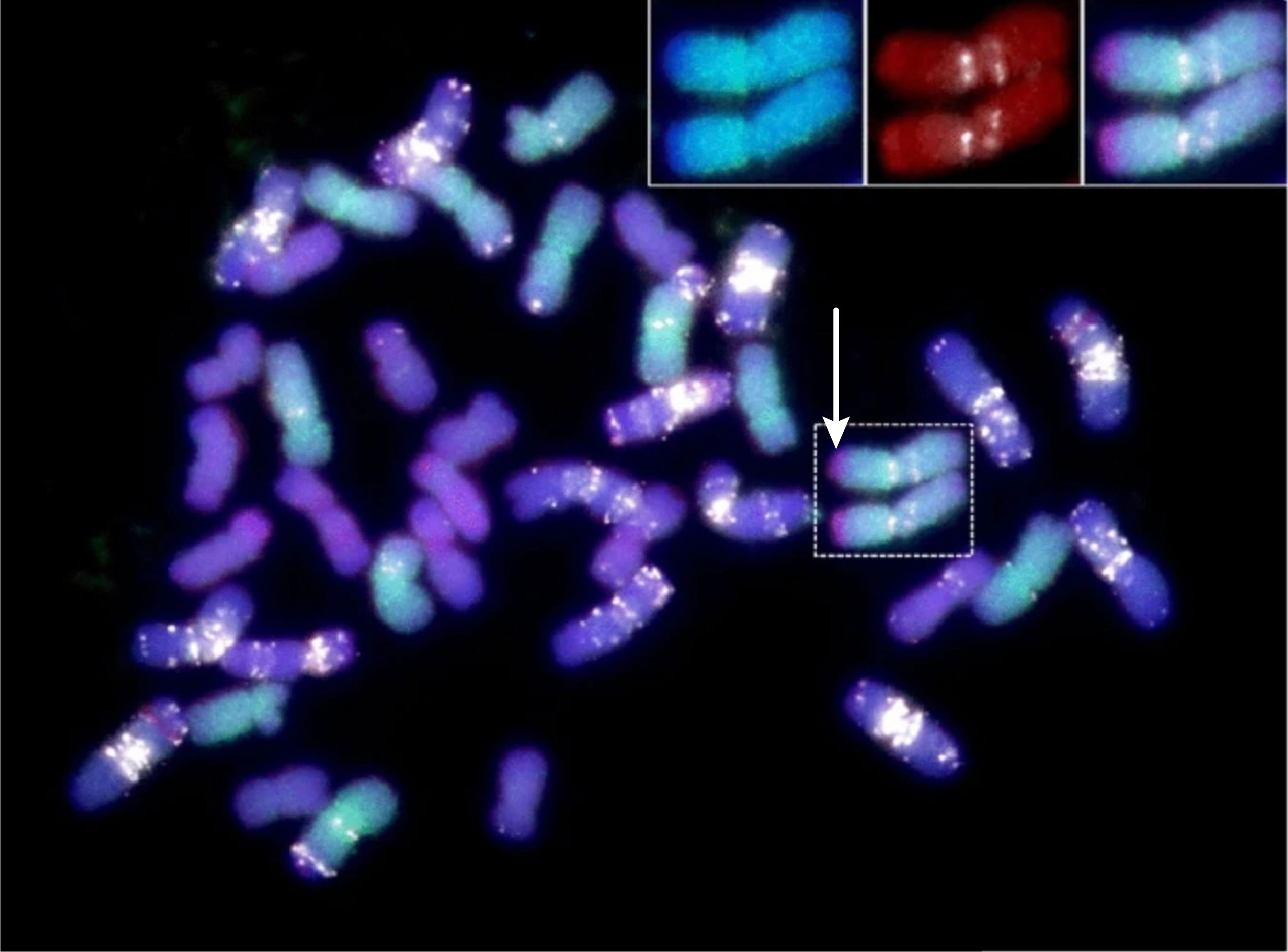 Wheat chromosome segment