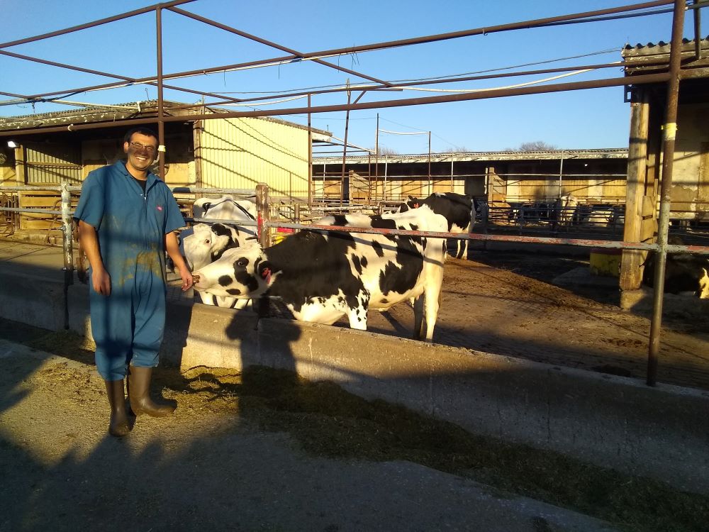santiago with cows